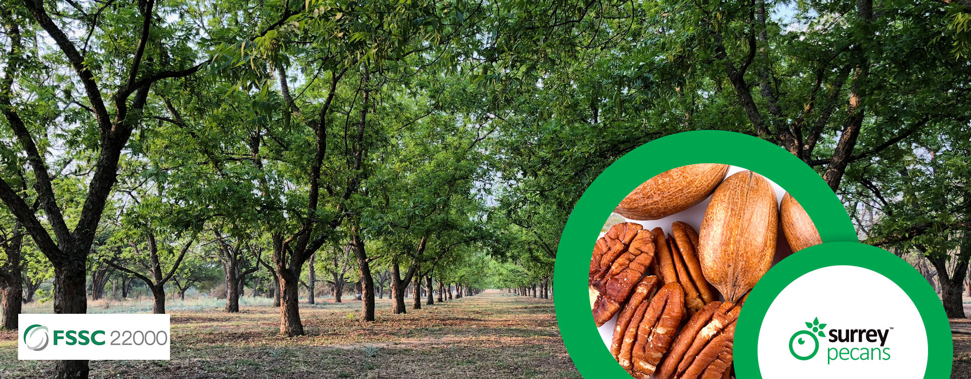 Surrey Pecans Title header Surrey Pecans Title header